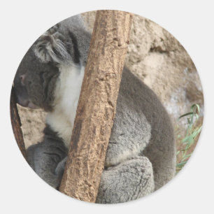 Pegatina Redonda Koala el dormir