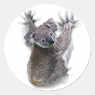 Pegatina Redonda Koala Hang En Un Animal De Australia