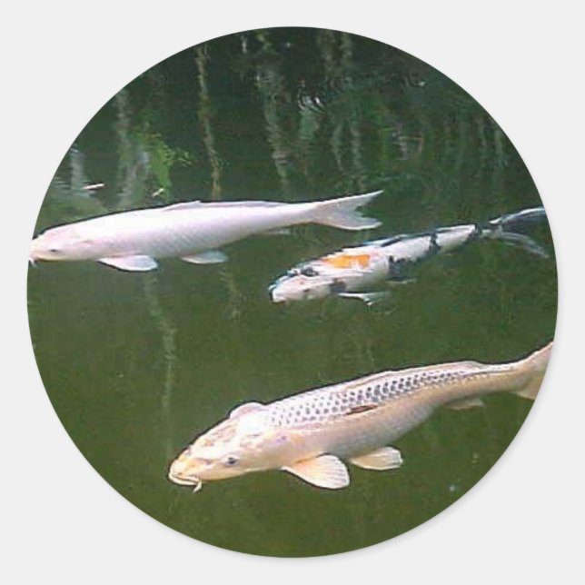 Pegatina Redonda Koi (Anverso)