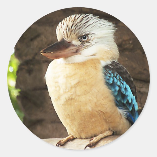 Pegatina Redonda Kookaburra (Anverso)