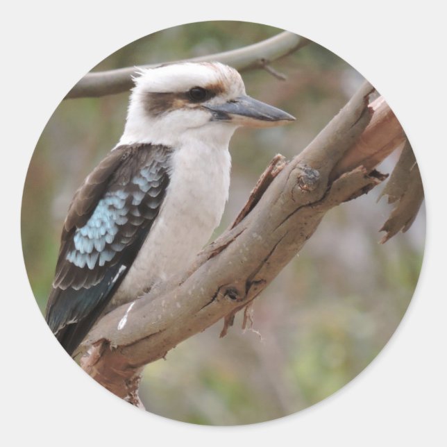 Pegatina Redonda Kookaburra en árbol de goma - (Anverso)