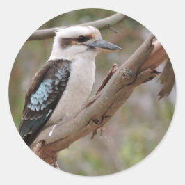 Pegatina Redonda Kookaburra en árbol de goma -