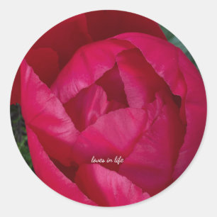 Pegatina Redonda La bella y floreciente Peonia Roja