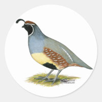 La codorniz del desierto de Gambel