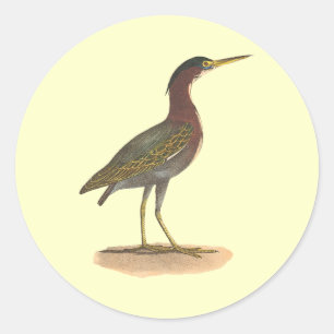 Pegatina Redonda La garza verde, o Poke (Ardea virescens)
