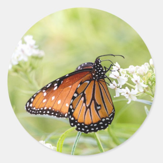 Pegatina Redonda La mariposa reina al sol en Milkweed (Anverso)