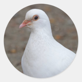 Pegatina Redonda La paloma de la paz en los guijarros