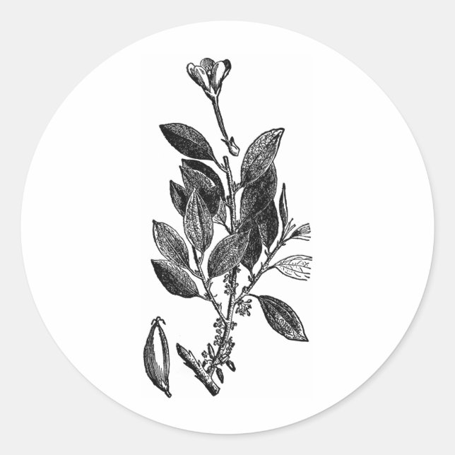 Pegatina Redonda La planta de Cacao (chocolate crudo) (Anverso)