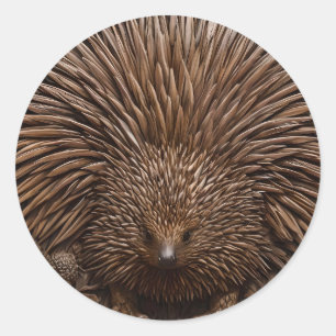 Pegatina Redonda La Quill de la Naturaleza: La Echidna Australiana 