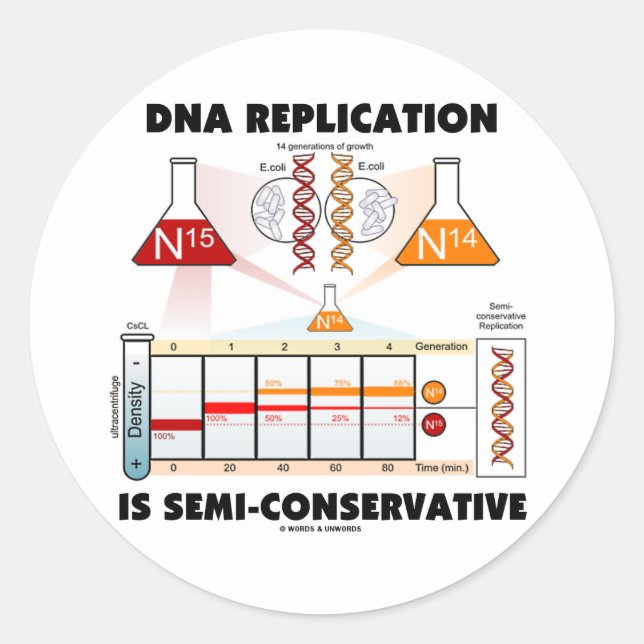 Pegatina Redonda La replicación del ADN es semiconservadora (Anverso)