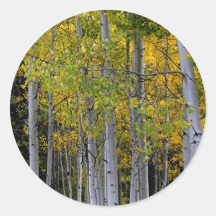 Pegatina Redonda La serenidad en el oro y el verde de Aspen