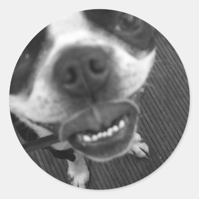 Pegatina Redonda Labios de Boston Terrier (Anverso)