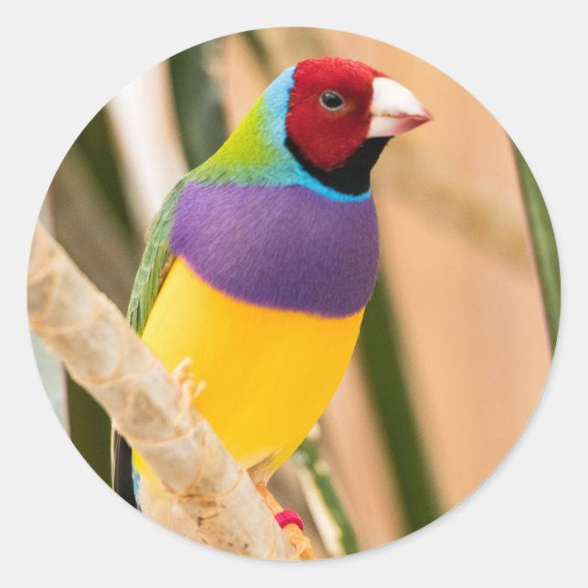 Pegatina Redonda Lady Gouldian Finch (Anverso)