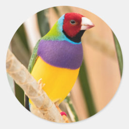 Pegatina Redonda Lady Gouldian Finch