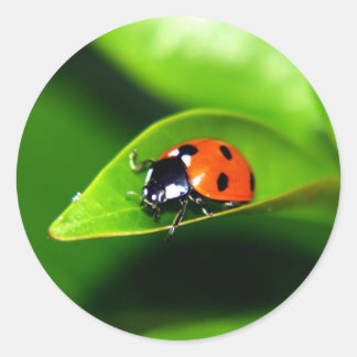 Pegatina Redonda Ladybug