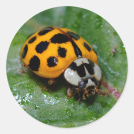 Pegatina Redonda Ladybug amarillo y negro de 18 puntos