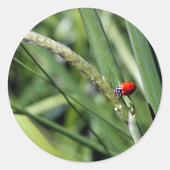 Pegatina Redonda Ladybug (Coccinellidae) (Anverso)