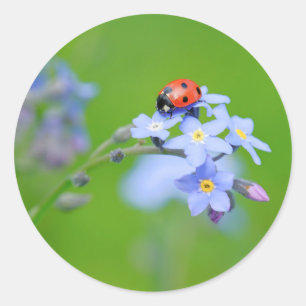 Pegatina Redonda LadyBug en Forget-me-not