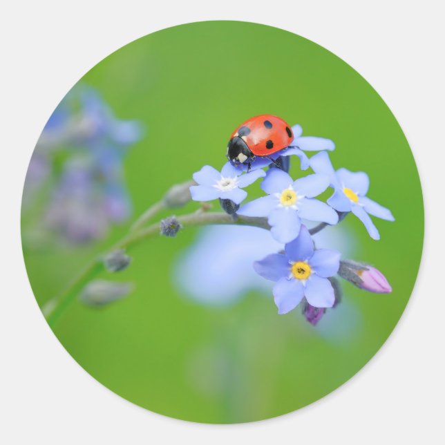 Pegatina Redonda LadyBug en Forget-me-not (Anverso)