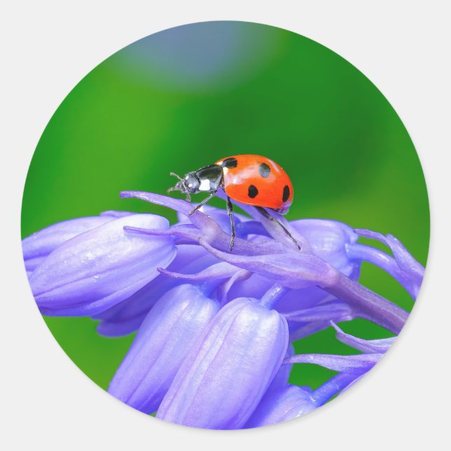 Pegatina Redonda Ladybug en los Pegatinas de Bluebells (Anverso)
