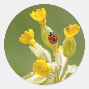 Pegatina Redonda Ladybug en los Pegatinas de Cowslips