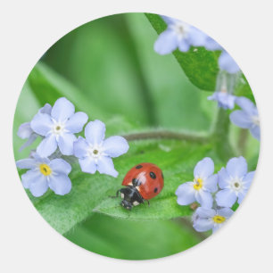 Pegatina Redonda Ladybug en los Pegatinas de Forget-me-not