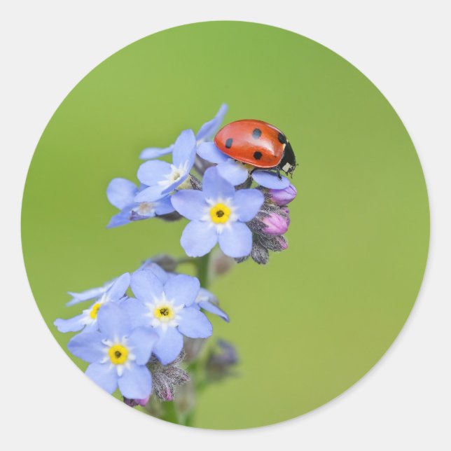 Pegatina Redonda Ladybug sobre los Pegatinas olvidados-me-not (Anverso)