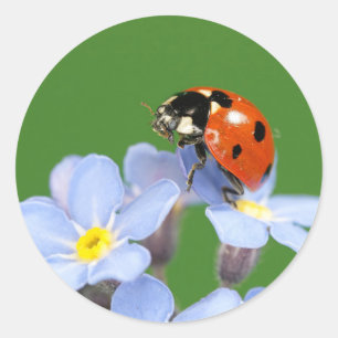 Pegatina Redonda Ladybug sobre los Pegatinas olvidados-me-not