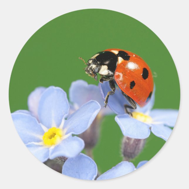 Pegatina Redonda Ladybug sobre los Pegatinas olvidados-me-not (Anverso)
