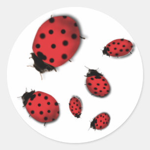 Pegatina Redonda Ladybugs