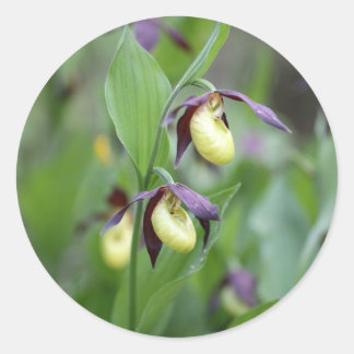 Pegatina Redonda Ladys slipper Orchids (Cypripedium calceolus)