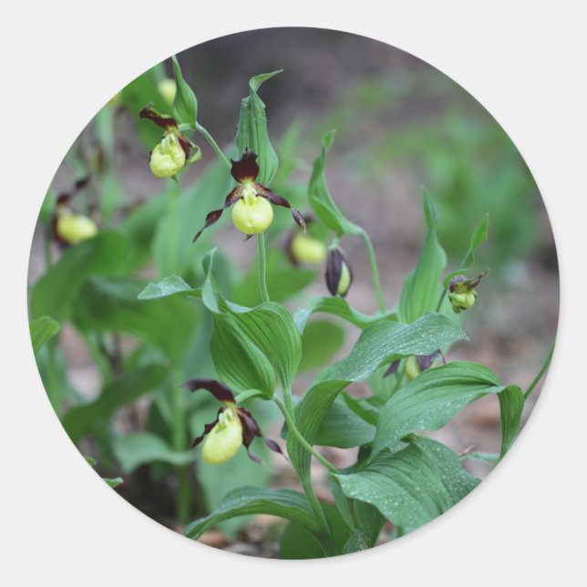 Pegatina Redonda Ladys slipper Orchids (Cypripedium calceolus) (Anverso)