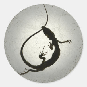 Pegatina Redonda lagarto fósil atrapado resina joyas de joyas rept