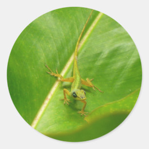 Pegatina Redonda Lagarto verde en hoja verde