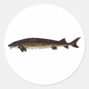 Pegatina Redonda Lago Sturgeon - fulvescens Acipenser
