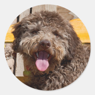 Pegatina Redonda Lagotto Romagnolo acostado en un banco de madera