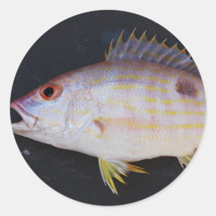 Pegatina Redonda Lane Snapper Fish