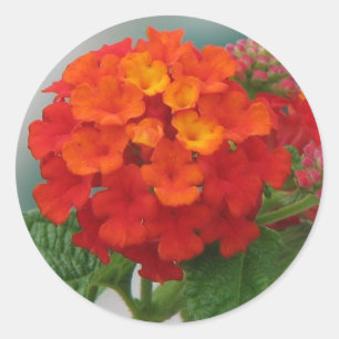 Pegatina Redonda Lantana anaranjado y rojo