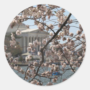 Pegatina Redonda Las flores de cerezo en flor en Washington DC