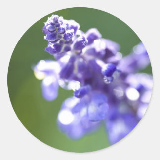 Pegatina Redonda Lavanda