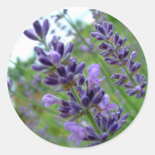 Pegatina Redonda Lavanda