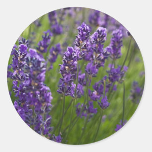 Pegatina Redonda Lavanda   Lavendel