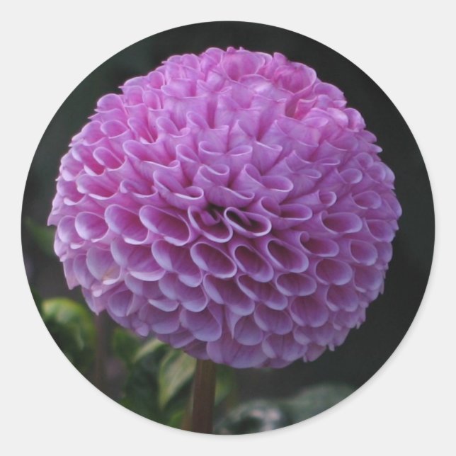 Pegatina Redonda Lavander Dahlia (Anverso)