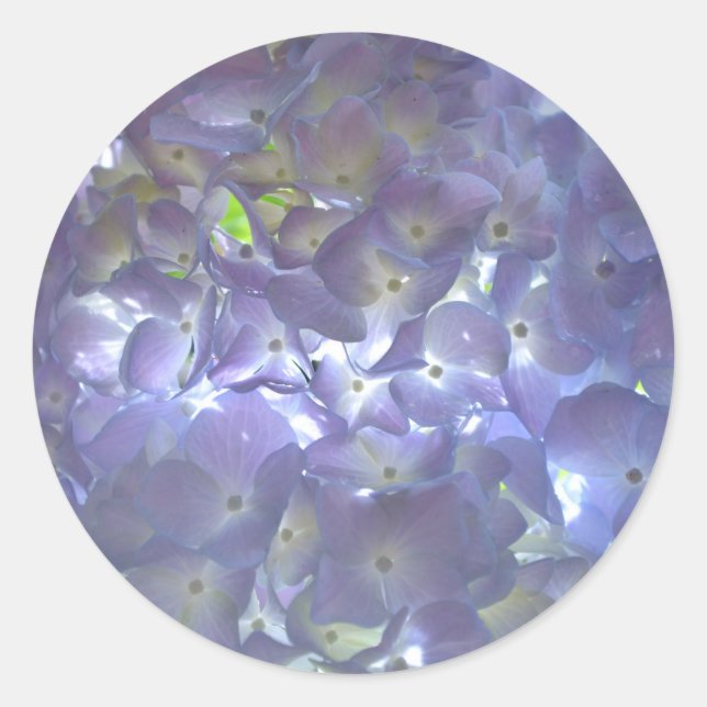 Pegatina Redonda Lavender Hydrangeas flores púrpuras (Anverso)