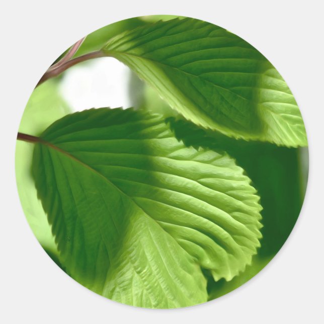 Pegatina Redonda Leafy Green (Anverso)