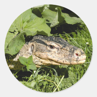 Pegatina Redonda Lechuga para monitoreo de agua