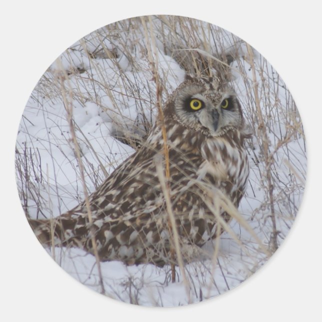 Pegatina Redonda Lechuza de orejas cortas B11 (Anverso)