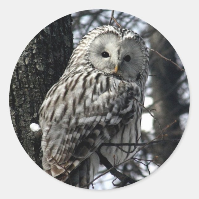 Pegatina Redonda Lechuza vigilante (Anverso)