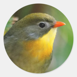Pegatina Redonda Leiothrix colorida / Pekin Robin Songbird