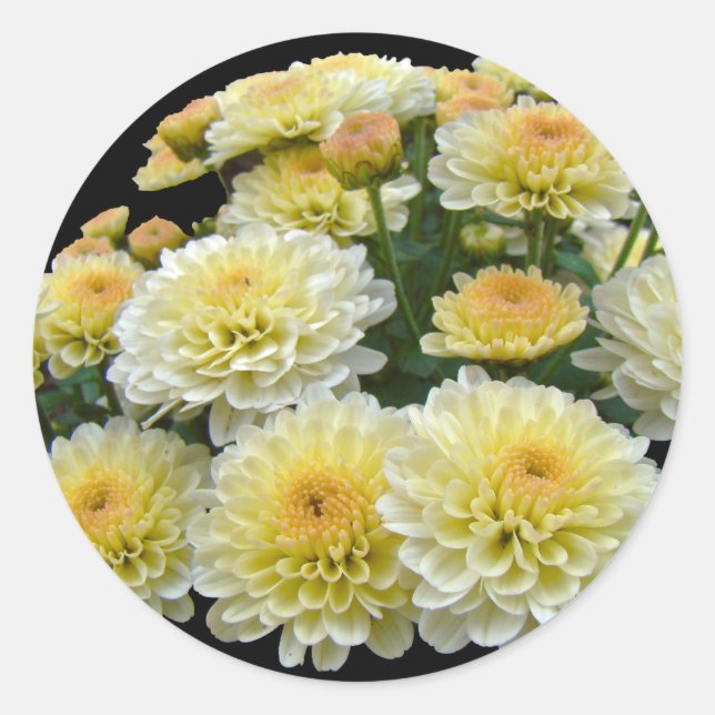 Pegatina Redonda Lemon Meringue Chrysanthemums (Anverso)